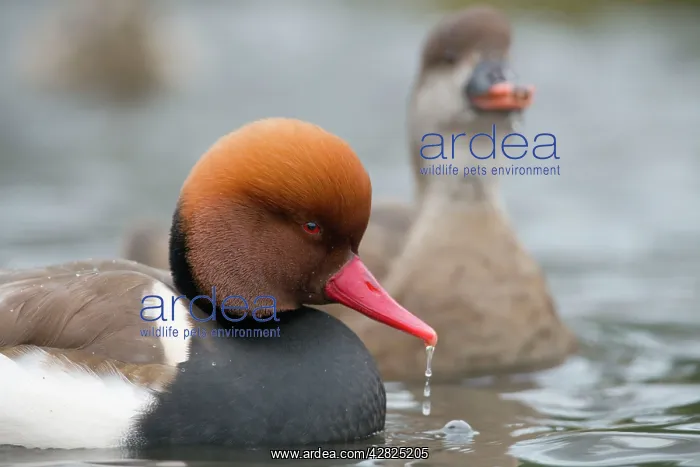 : Red Crested Pochard - drake in winter : Red Crested Pochard - drake in winter