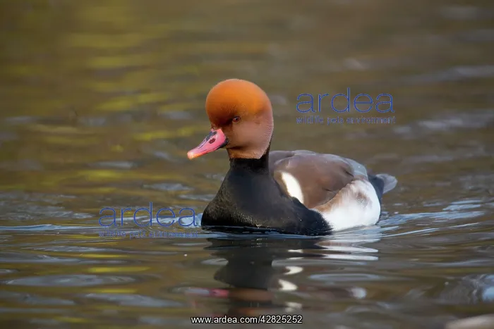 : Red Crested Pochard - drake in winter : Red Crested Pochard - drake in winter