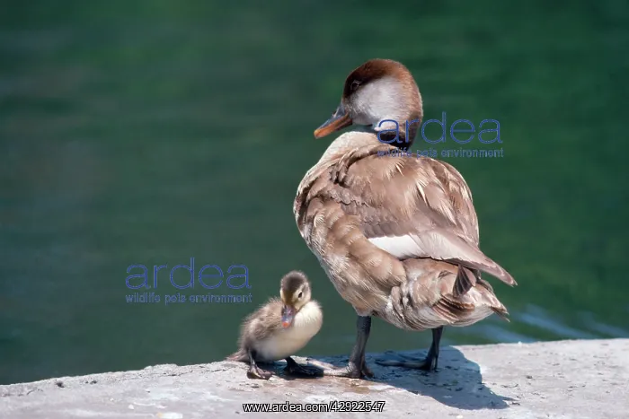 : Red-crested Pochard Duck - adult and young : Red-crested Pochard Duck - adult and young