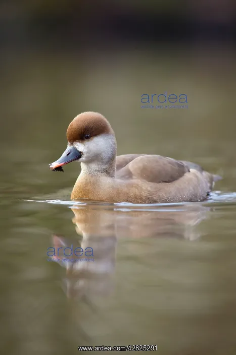 : Red Crested Pochard - female in winter : Red Crested Pochard - female in winter