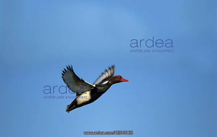 : Red-Crested Pochard - in flight : Red-Crested Pochard - in flight