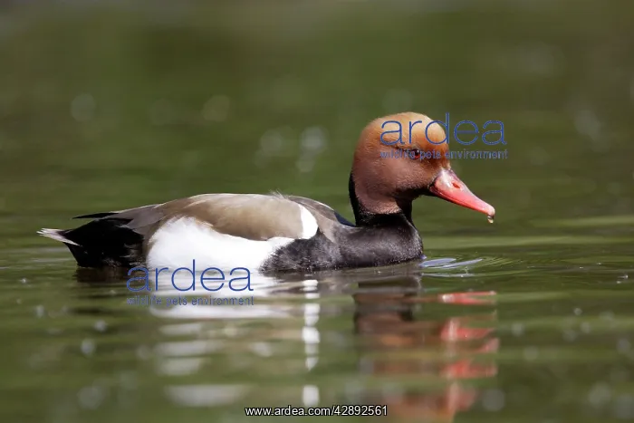 : Red-crested Pochard. Male : Red-crested Pochard. Male