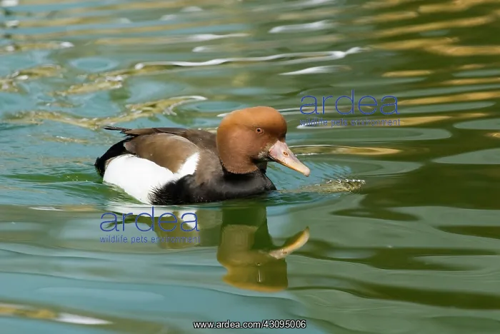 : Red-crested Pochard male : Red-crested Pochard male