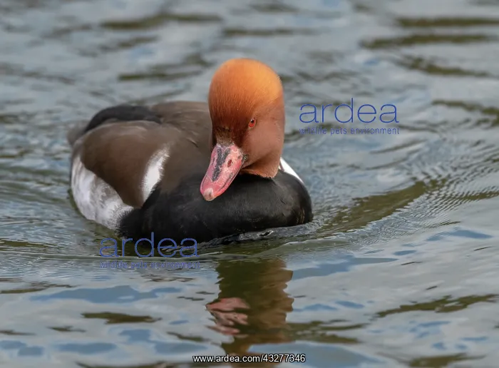 : Red-crested pochard, Netta rufina, on lake, in winter : Red-crested pochard, Netta rufina, on lake, in winter