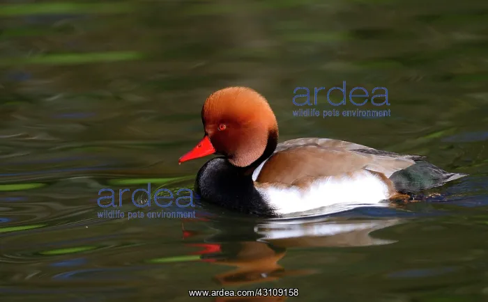 : Red-crested Pochard (Netta rufina) male on the water : Red-crested Pochard (Netta rufina) male on the water