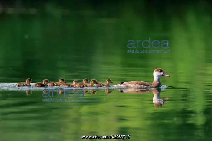 : Red-crested pochard (Netta rufina) with swimming : Red-crested pochard (Netta rufina) with swimming