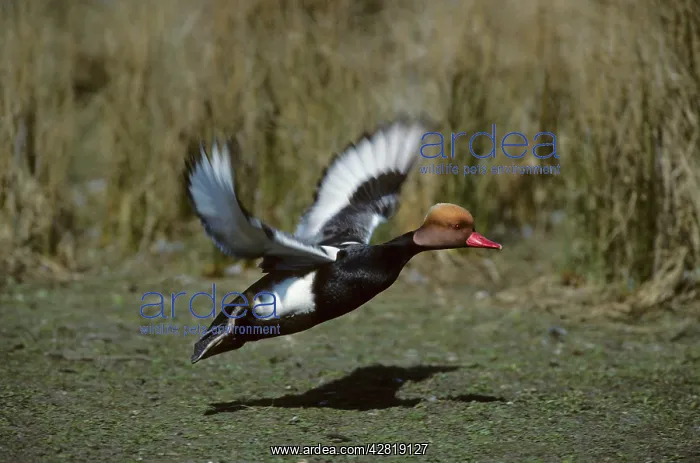 : Red-Crested Pochard - Taking off : Red-Crested Pochard - Taking off