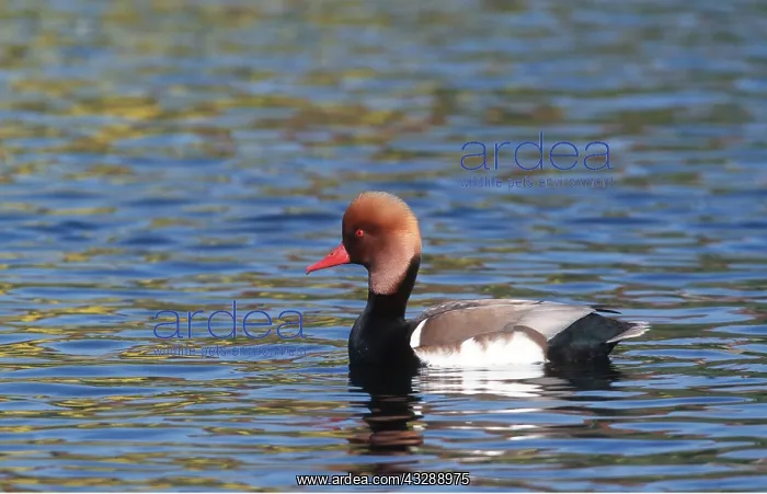 : RED-CRESTED POCHARD - on water : RED-CRESTED POCHARD - on water