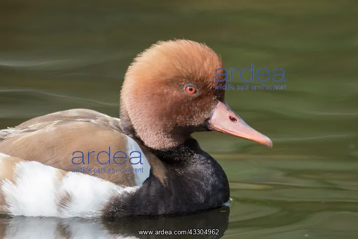 : Red-Crested Porchard - swimming drake - Germany : Red-Crested Porchard - swimming drake - Germany