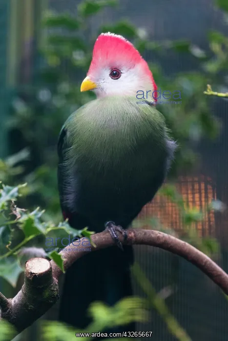 : Red - crested Touraco, captive, perched on branch : Red - crested Touraco, captive, perched on branch