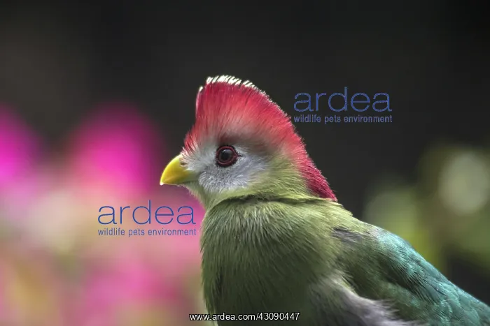 : Red Crested Turaco : Red Crested Turaco