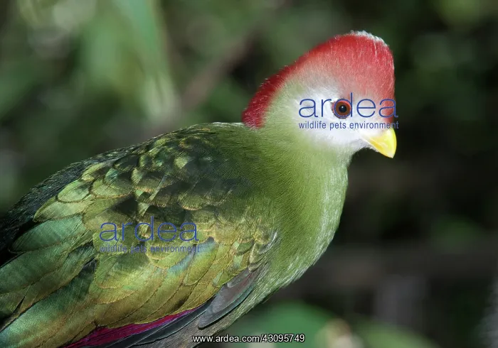 : Red Crested Turaco : Red Crested Turaco
