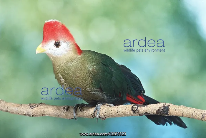 : RED-CRESTED TURACO - perching on branch : RED-CRESTED TURACO - perching on branch