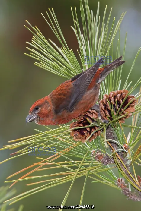 : Red crossbill : Red crossbill