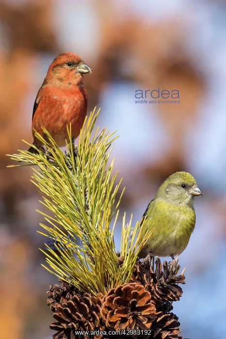 : Red Crossbill : Red Crossbill