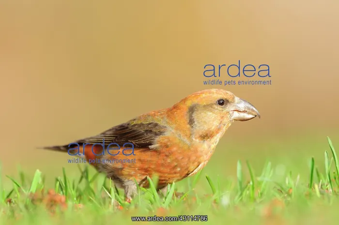 : Red Crossbill : Red Crossbill