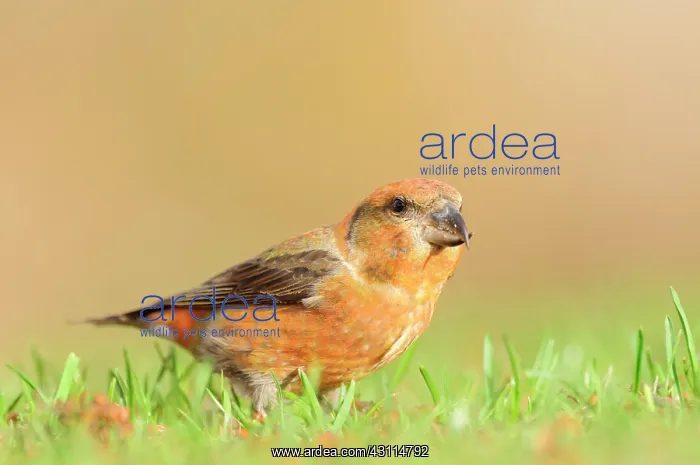 : Red Crossbill : Red Crossbill