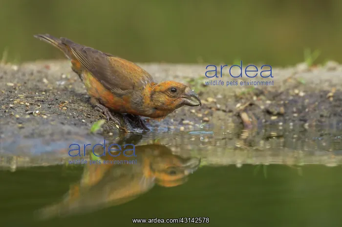 : Red Crossbill : Red Crossbill