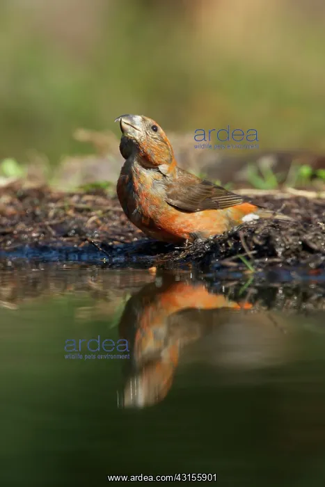: Red Crossbill : Red Crossbill