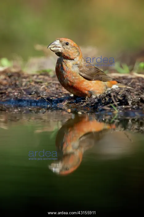 : Red Crossbill : Red Crossbill