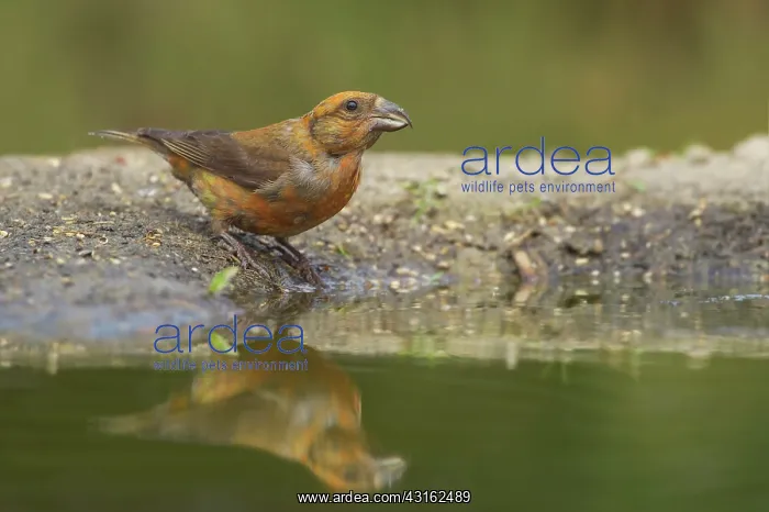 : Red Crossbill : Red Crossbill