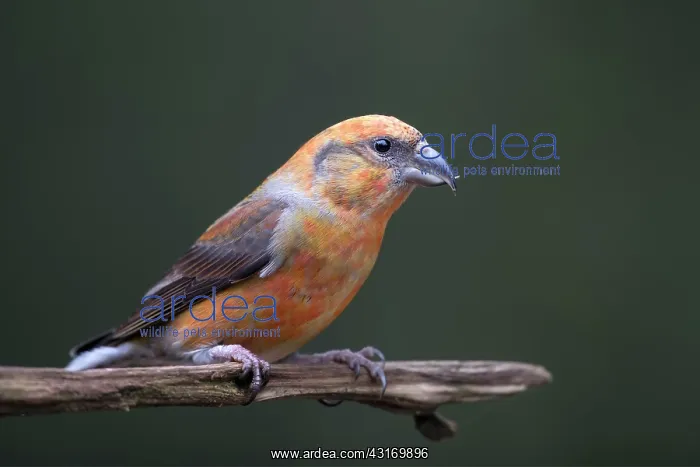 : Red Crossbill : Red Crossbill