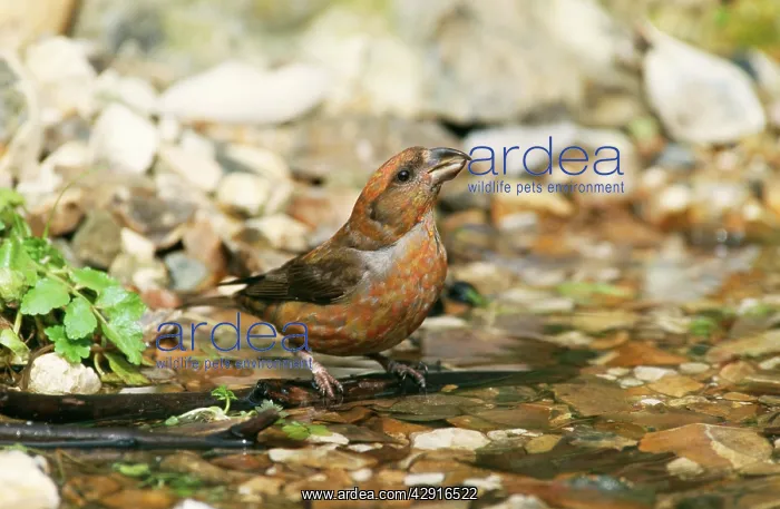 : Red CROSSBILL - drinking at pond : Red CROSSBILL - drinking at pond