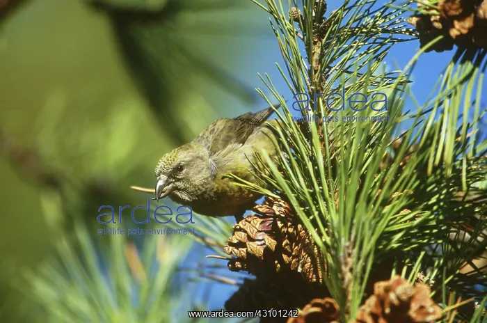 : Red Crossbill eating cone seeds : Red Crossbill eating cone seeds