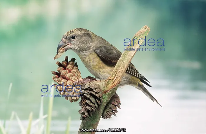 : Red CROSSBILL - hen / female feeding on cone seeds : Red CROSSBILL - hen / female feeding on cone seeds