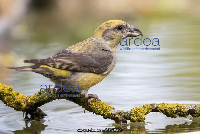 : Red Crossbill (Loxia curvirostra) female at a waterhole : Red Crossbill (Loxia curvirostra) female at a waterhole