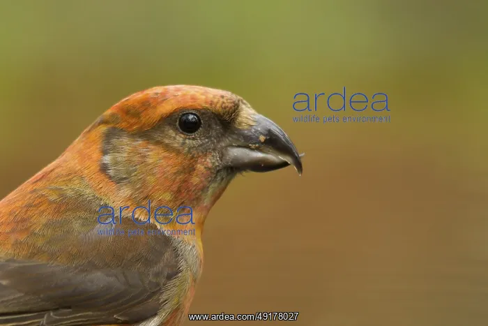 : Red Crossbill (Loxia curvirostra) male : Red Crossbill (Loxia curvirostra) male