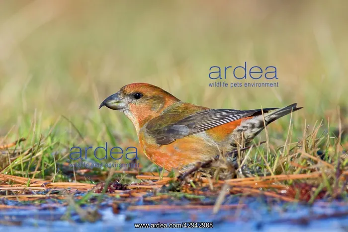 : Red Crossbill - male bathing in winter : Red Crossbill - male bathing in winter
