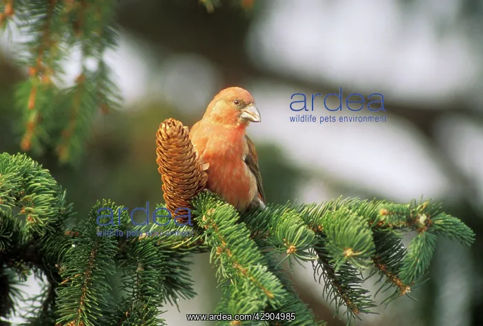 : Red CROSSBILL - male, on branch : Red CROSSBILL - male, on branch