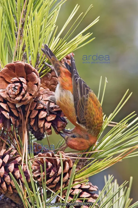 : Red crossbill - male on cones in winter : Red crossbill - male on cones in winter