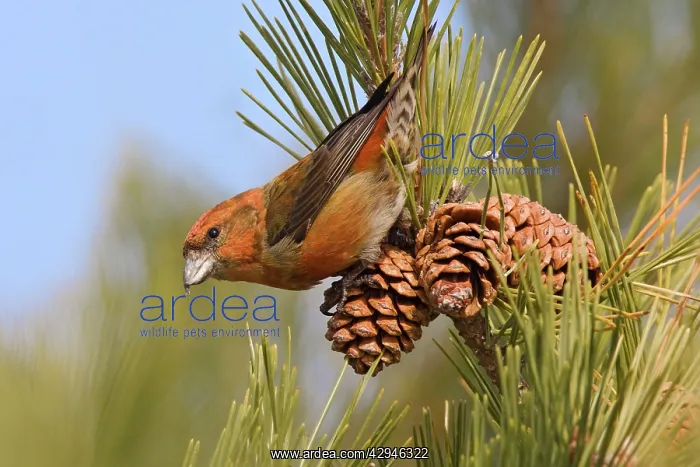 : Red crossbill - male in December : Red crossbill - male in December