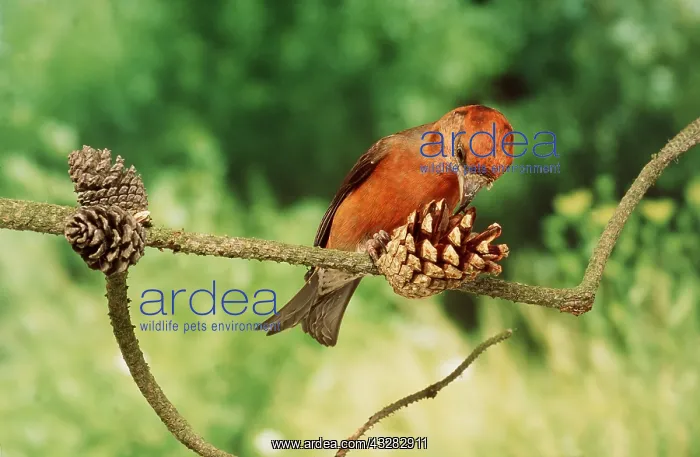 : Red CROSSBILL - Male feeding : Red CROSSBILL - Male feeding