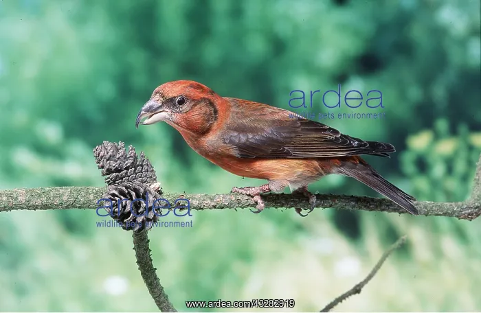 : Red CROSSBILL - male, feeding : Red CROSSBILL - male, feeding