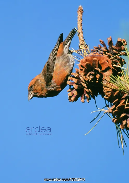 : Red CROSSBILL - male feeding on pine cones : Red CROSSBILL - male feeding on pine cones