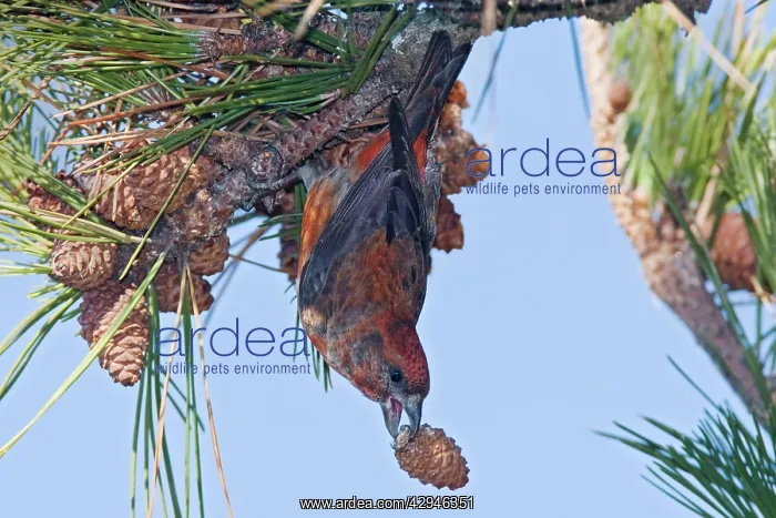 : Red crossbill - male with a pine cone in winter : Red crossbill - male with a pine cone in winter