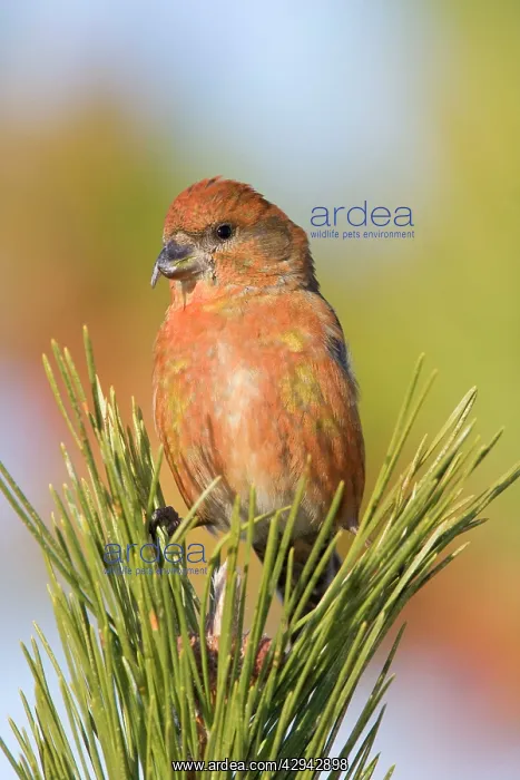 : Red crossbill - male in winter : Red crossbill - male in winter
