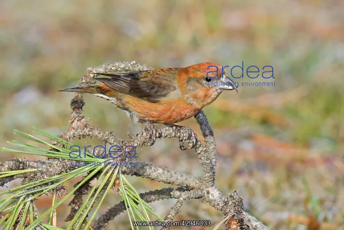 : Red crossbill - male in winter : Red crossbill - male in winter
