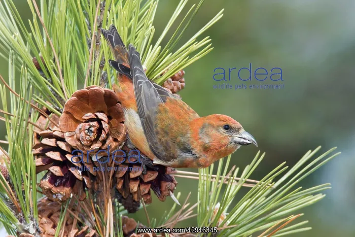 : Red crossbill - male in winter : Red crossbill - male in winter