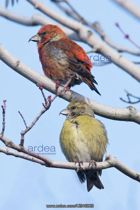 : Red crossbill - pair, male and female in winter : Red crossbill - pair, male and female in winter