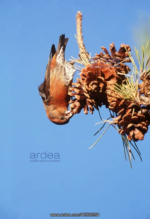 : RED CROSSBILL - IN PINE TREE : RED CROSSBILL - IN PINE TREE