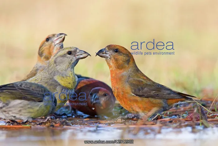 : Red Crossbill's - bathing in thawed puddle : Red Crossbill's - bathing in thawed puddle
