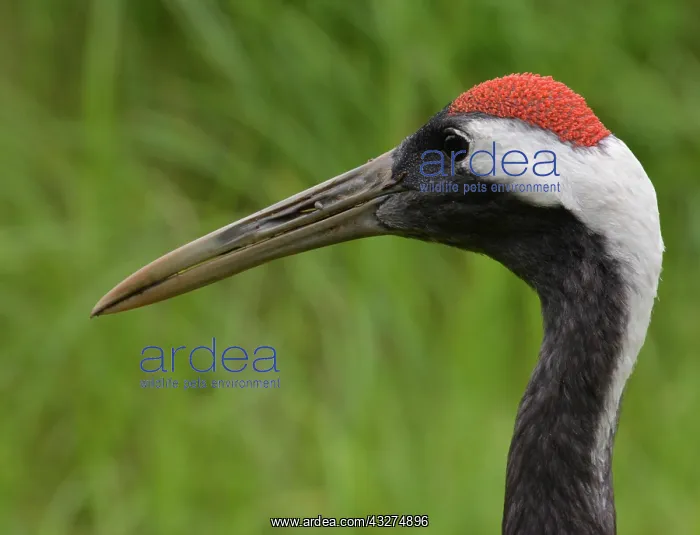  : Red-crownecd Crane, Japan