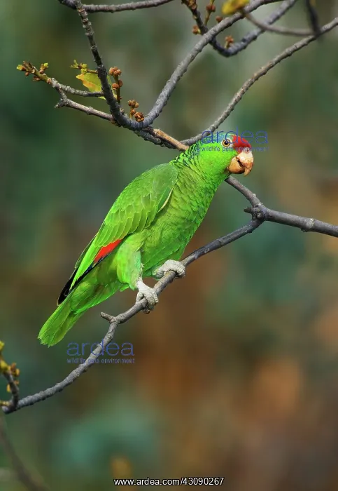 : Red-crowned Amazon : Red-crowned Amazon