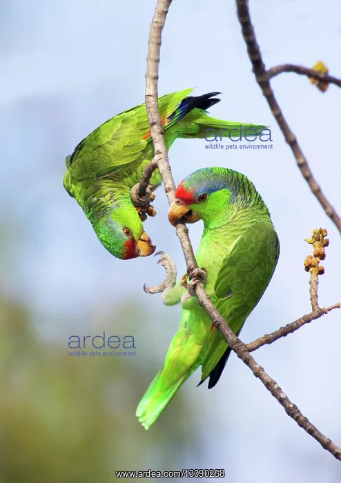 : Red-crowned Amazon Pair : Red-crowned Amazon Pair