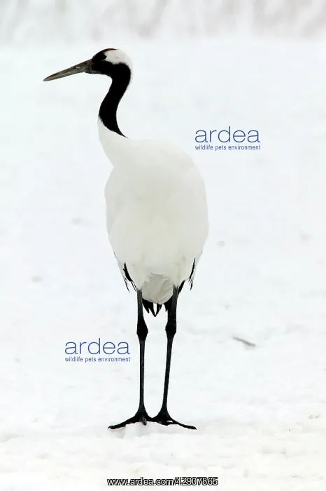 : Red-crowned Crane : Red-crowned Crane