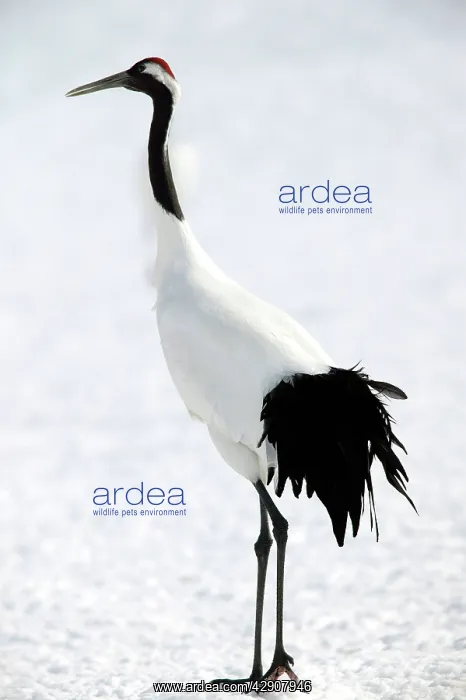 : Red-crowned Crane : Red-crowned Crane